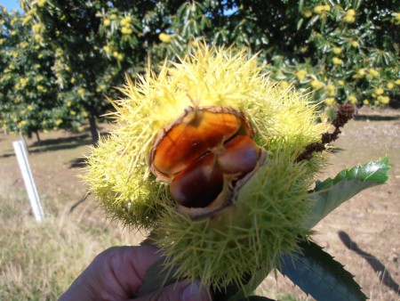 Chestnut